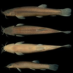 A new loach species of the genus Oreonectes ...