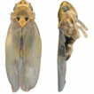 Three new species of the leafhopper genus ...