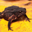A new species of terrestrial toad of ...