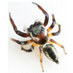 Revalidation of the jumping spider genus ...