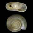 A review of the genus Vitrea Fitzinger, ...