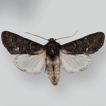 A new noctuid genus and species (Lepidoptera, ...