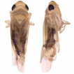 Four new erythroneurine leafhopper species ...