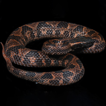 A new mountain pitviper of the genus ...