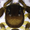 Three new species of jumping spiders ...