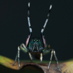 On the enigmatic jumping spider genus ...