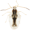 Genome-wide SNP data reveal phylogenetic ...