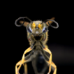 Hymenoptera of Galápagos: diversity  ...