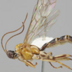 Two new species of the Clistopyga henryi ...