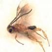 Afrotropical Dirrhopinae (Hymenoptera, ...