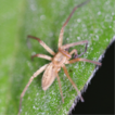 Yinanyphaena gen. nov., a new ghost spider ...