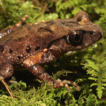A new Asian leaf litter toad of the genus ...
