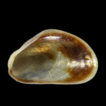 Multiple lineages in freshwater mytiloid ...