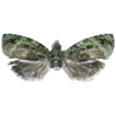 The genus Sorolopha Lower, 1901 (Lepidoptera, ...