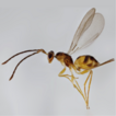 Checklist of Korean Mymaridae (Hymenoptera, ...