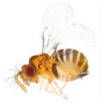 Integrative taxonomy of Trichogramma ...