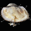 Integrative taxonomy reveals a new species, ...