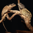 Acanthosaura syrax sp. nov., a new species ...