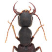 Luffy gen. nov., a new genus of Staphylinina ...