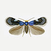 Revised classification and catalogue ...