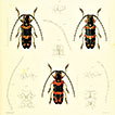 Litteratura Coleopterologica (1758–1900): a ...