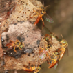 Stingless bee classification and biology ( ...