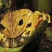 ﻿A new rainfrog of the genus Pristimantis ( ...