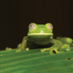 ﻿Strong differentiation between amphibian c ...