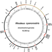 ﻿Complete mitochondrial genome of Rhodeus c ...