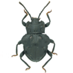 ﻿The genus Cacodaemon (Coleoptera, E ...