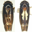 ﻿New leafhopper species and new records o ...