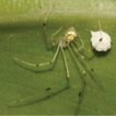 ﻿Meotipa species (Araneae, Theridiidae) f ...