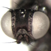 ﻿DNA barcoding of the leaf-miner flies ( ...