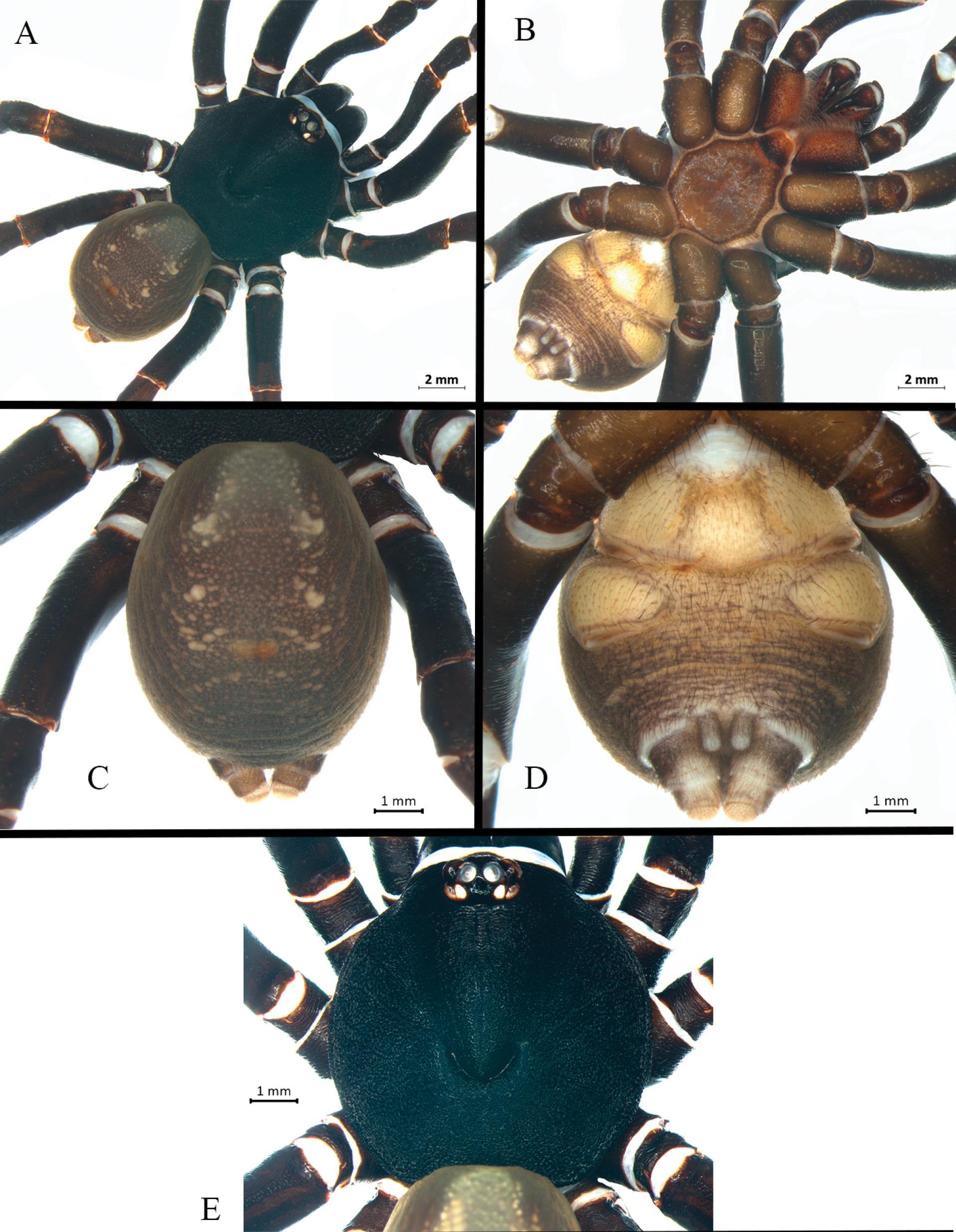 Scaling of foreleg tibia length with body size in spiders. Filled