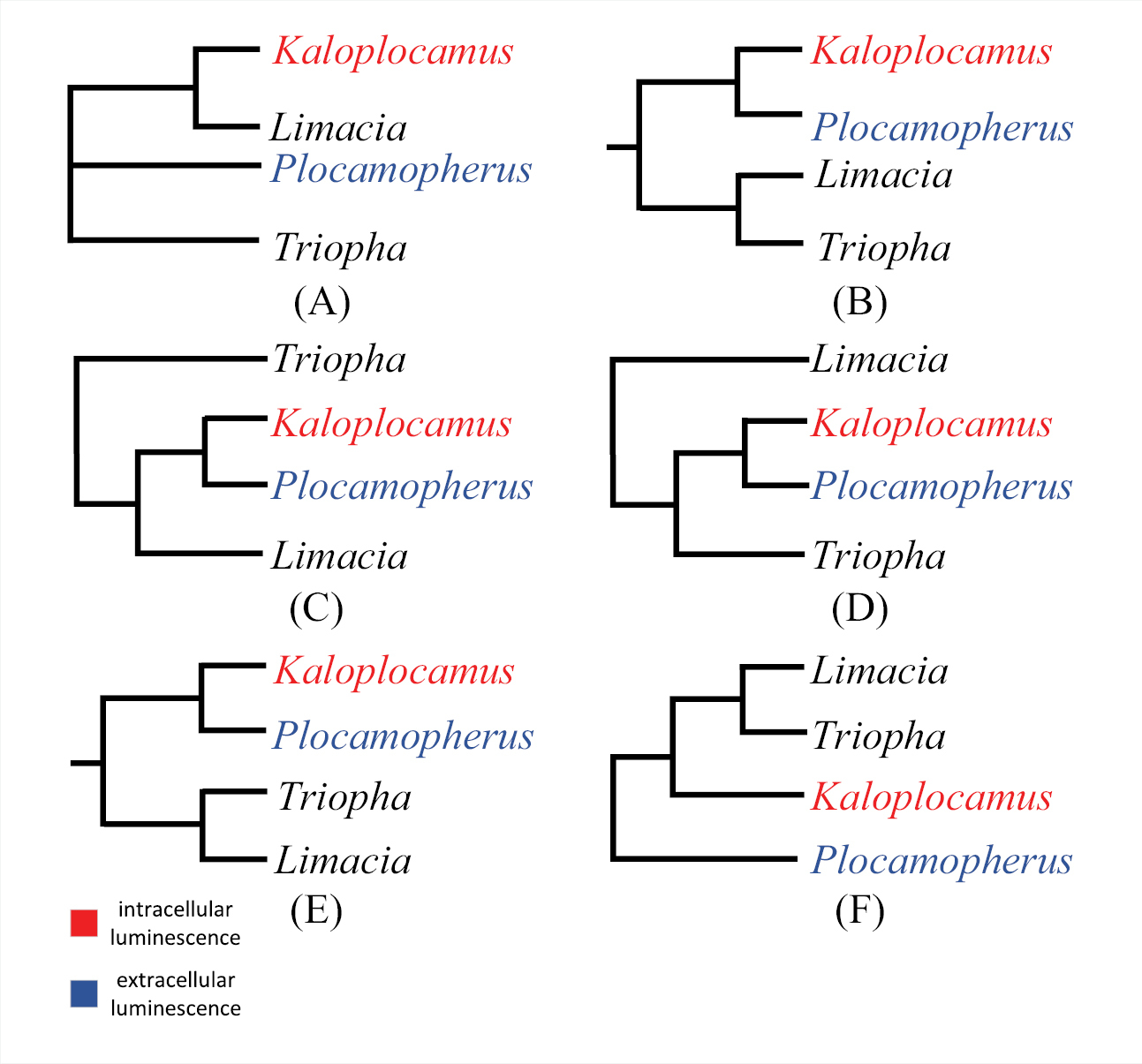 Taxonomic review of Kaloplocamus from the Yellow Sea, China with