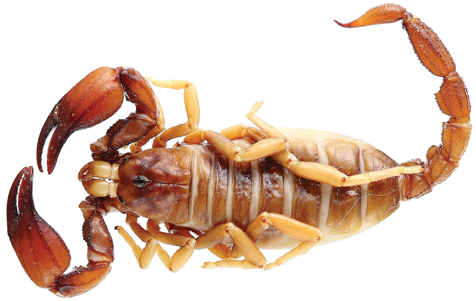 A synopsis of the scorpion fauna of French Guiana, with description of four  new species