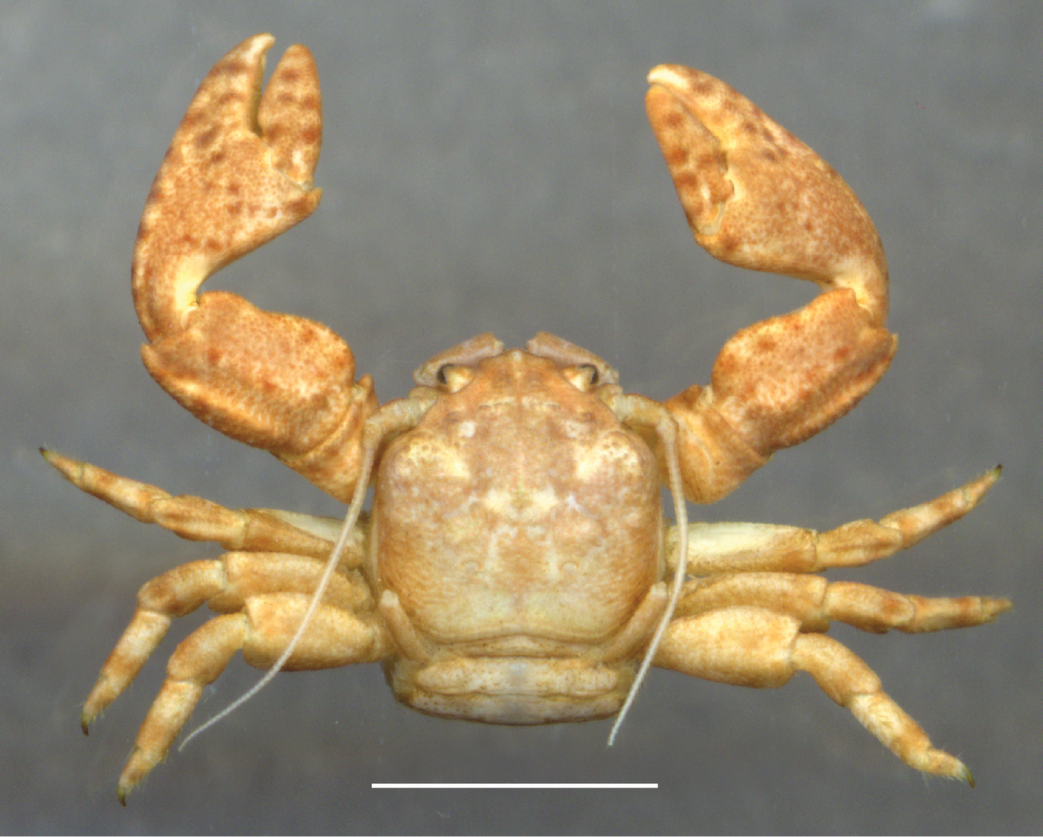 A New Species Of Petrolisthes Crustacea Anomura Porcellanidae