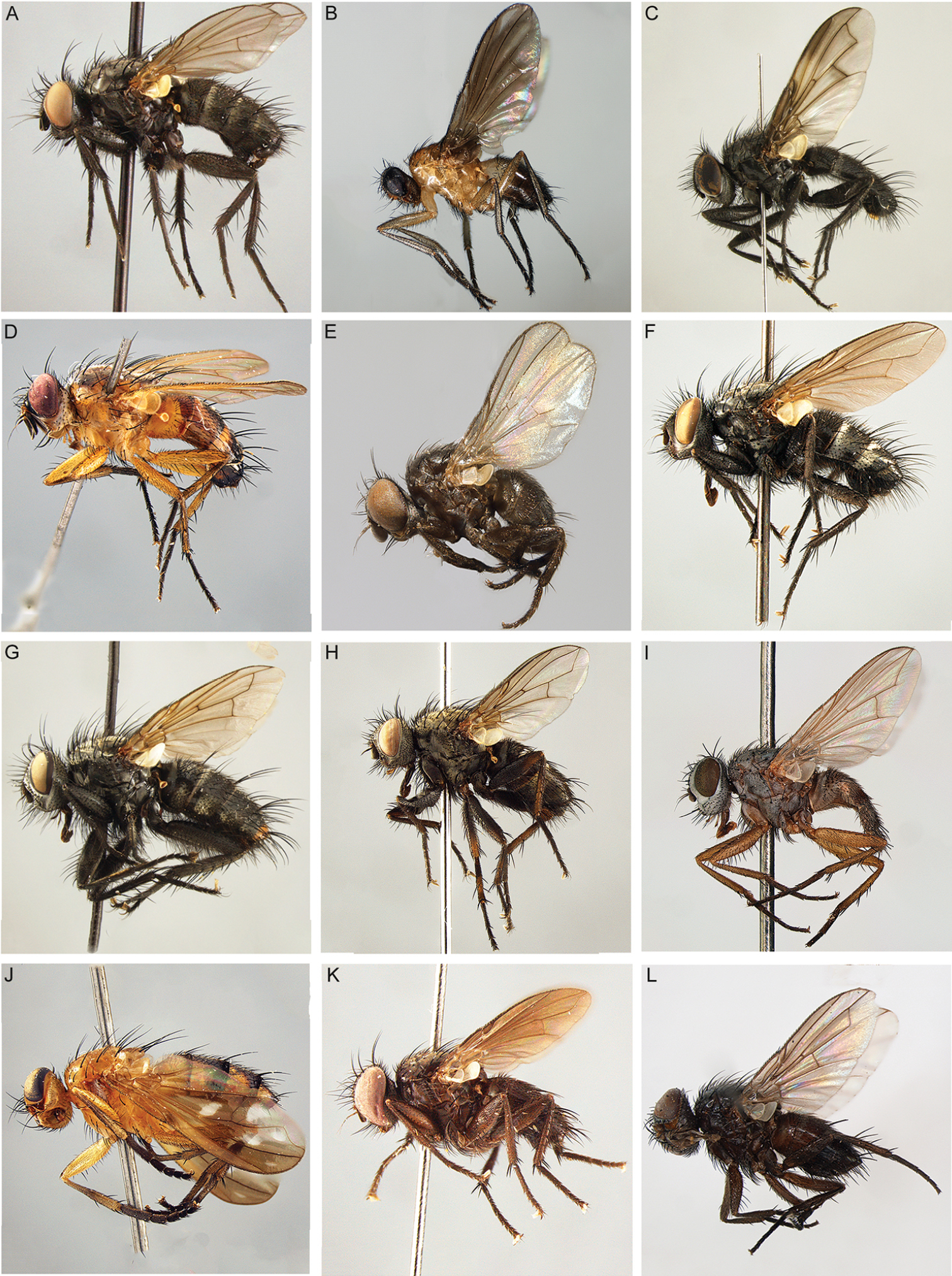 The World Woodlouse Flies Diptera Rhinophoridae