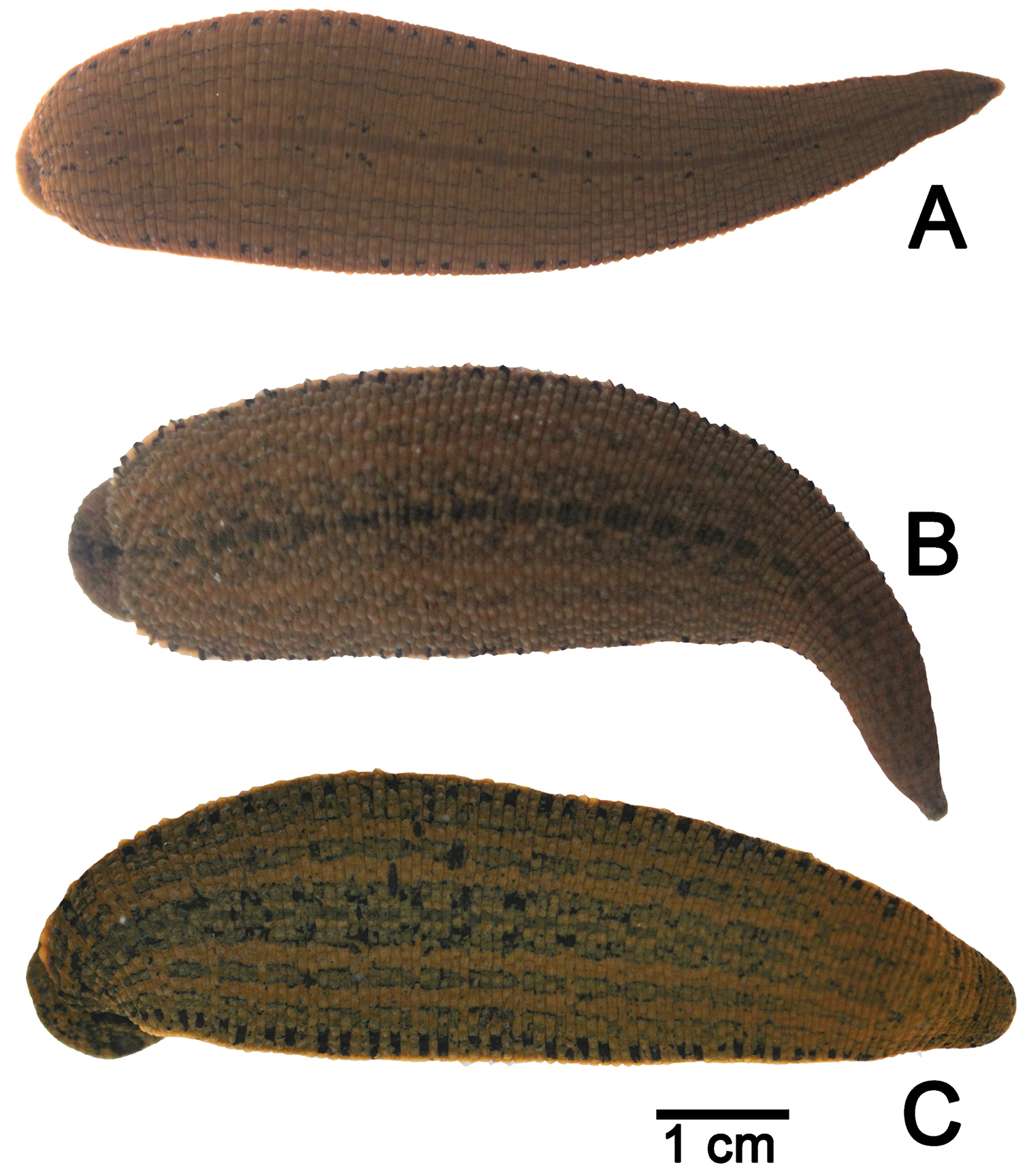 Systematics of the freshwater leech genus Hirudinaria Whitman, 1886  (Arhynchobdellida, Hirudinidae) from northeastern Thailand