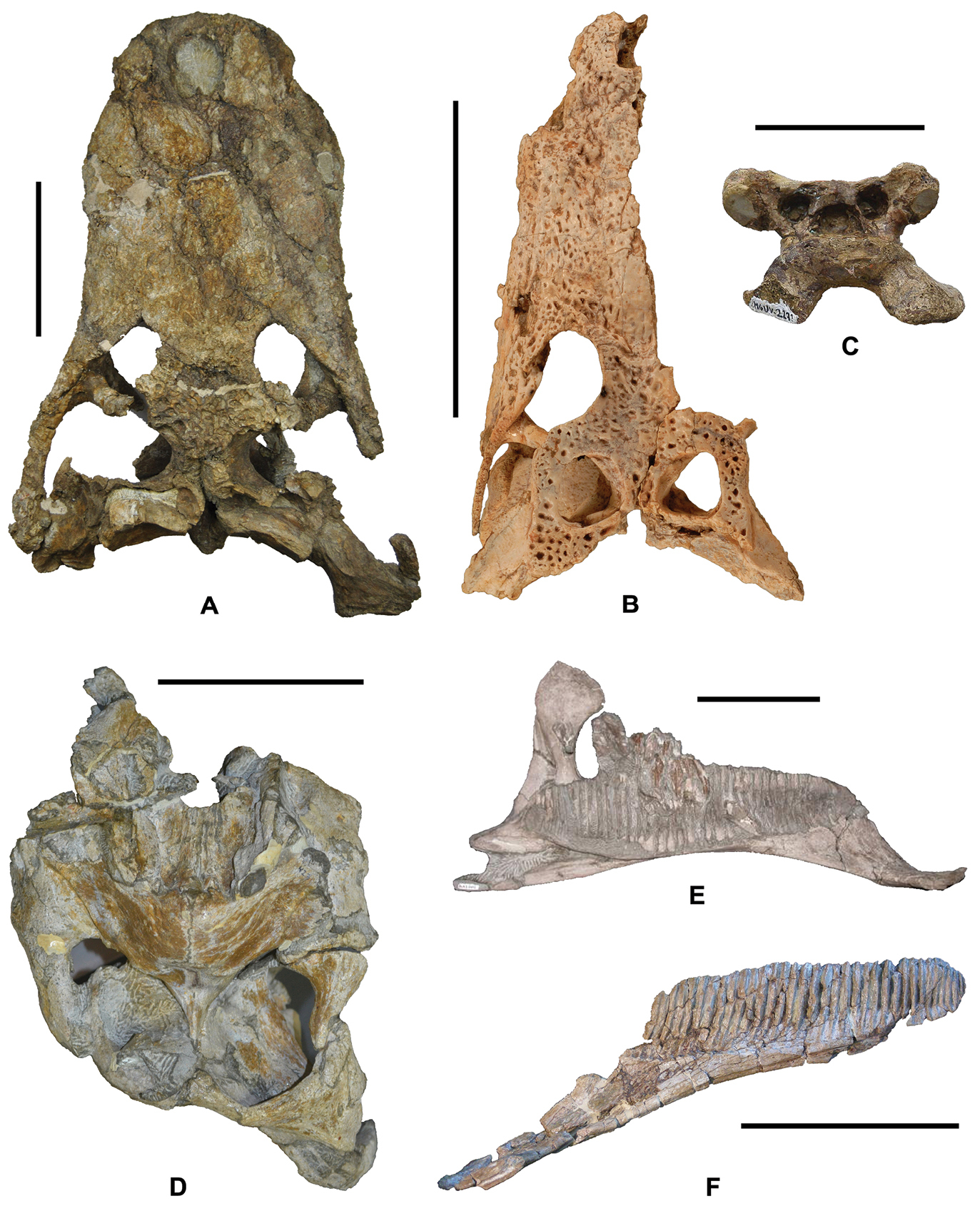 Island life in the Cretaceous - faunal composition, biogeography 