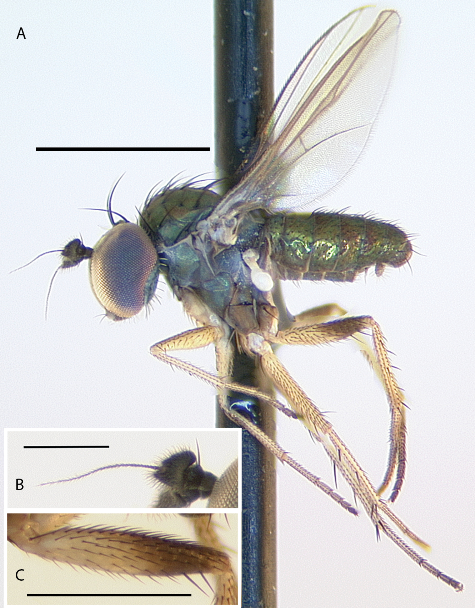 The Dolichopodidae (Diptera) of Montserrat, West Indies