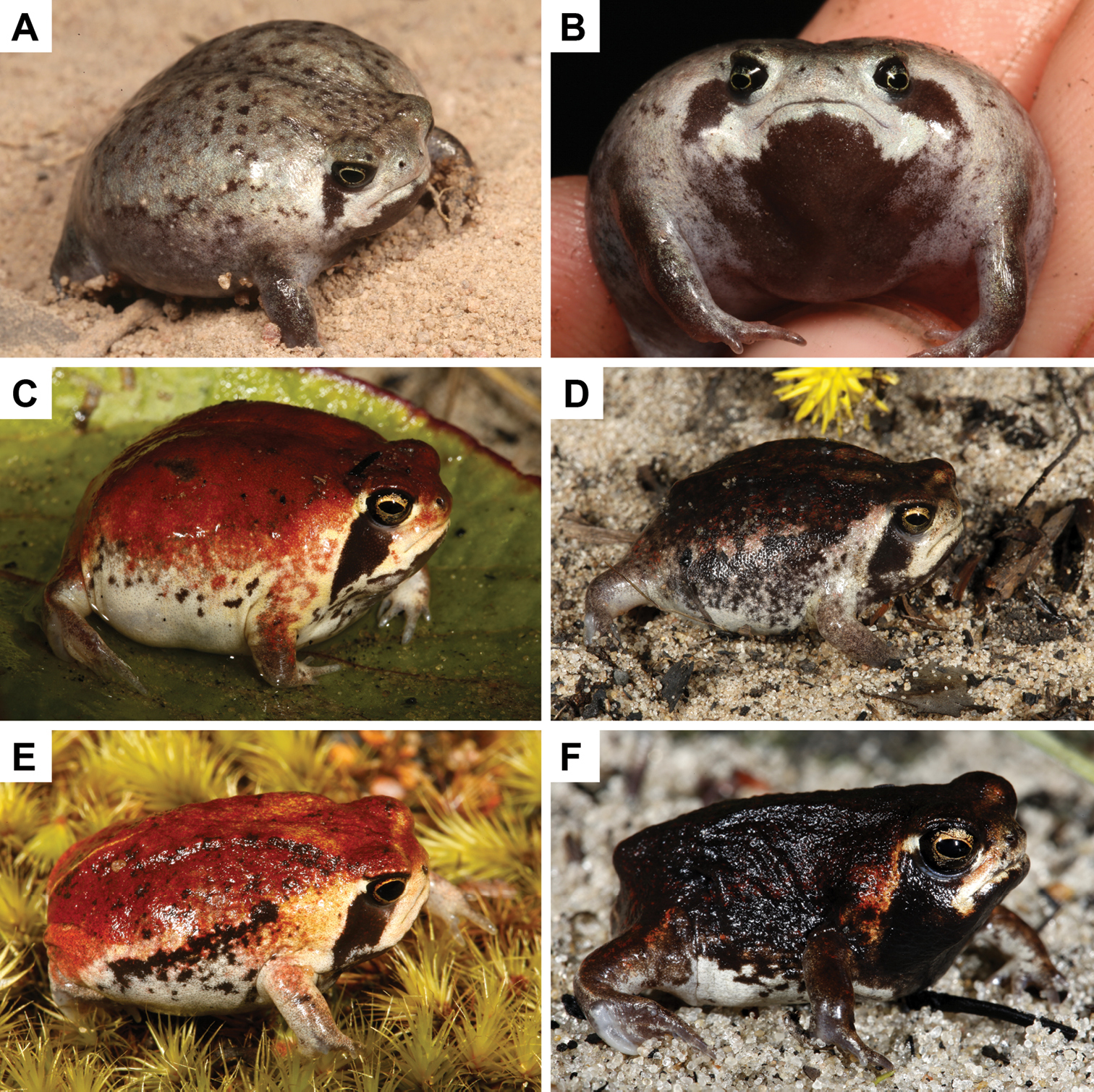 A new species of Rain Frog (Brevicipitidae, Breviceps) endemic to Angola
