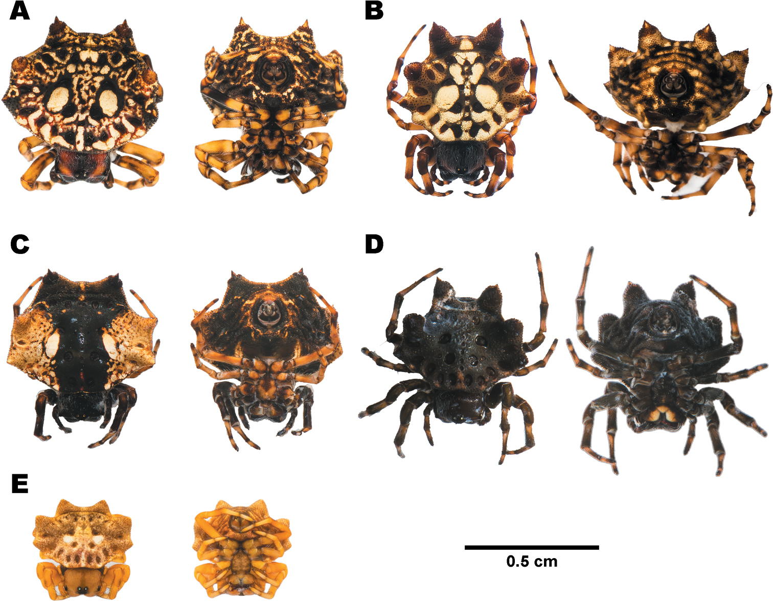 The Size Variations of the Spiny Orb-Weaver Spider