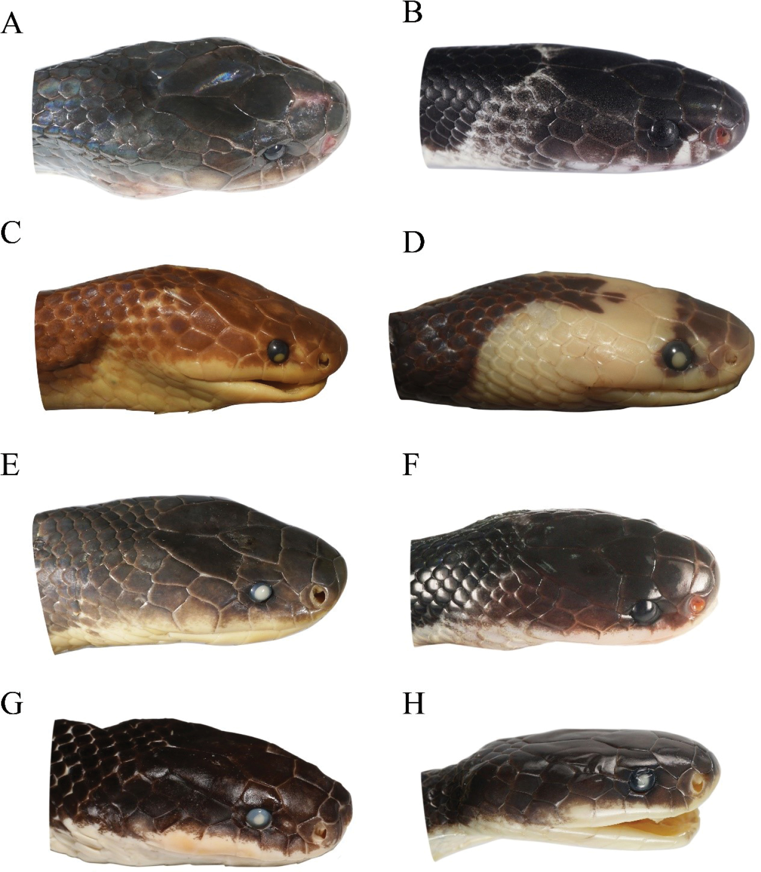 Krait de Suzhen: nueva serpiente altamente peligrosa descubierta.