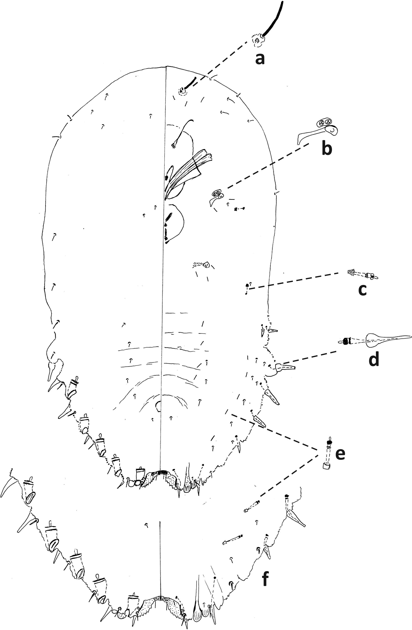 Taxonomic and identification review of adventive Fiorinia Targioni Tozzetti (Hemiptera, Coccomorpha, Diaspididae) of the United States image