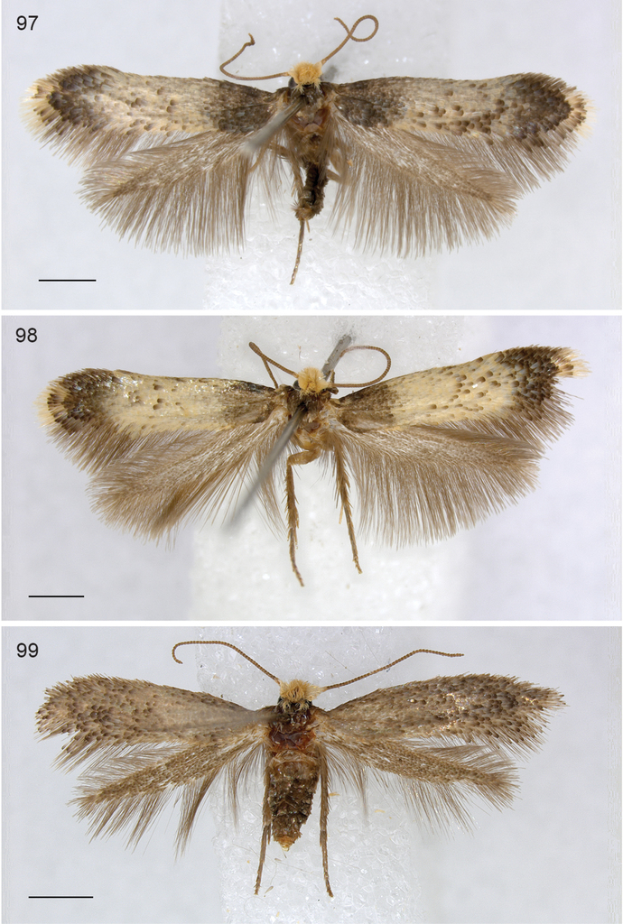 New taxa, including three new genera show uniqueness of Neotropical ...