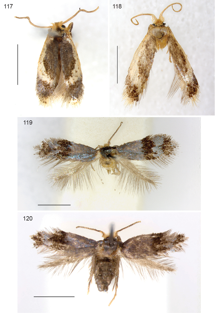New taxa, including three new genera show uniqueness of Neotropical ...