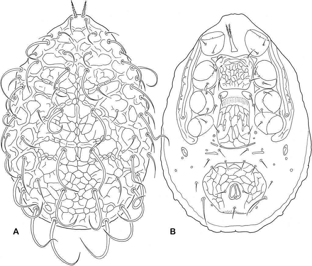 A revision of the family Ameroseiidae (Acari, Mesostigmata), with some ...