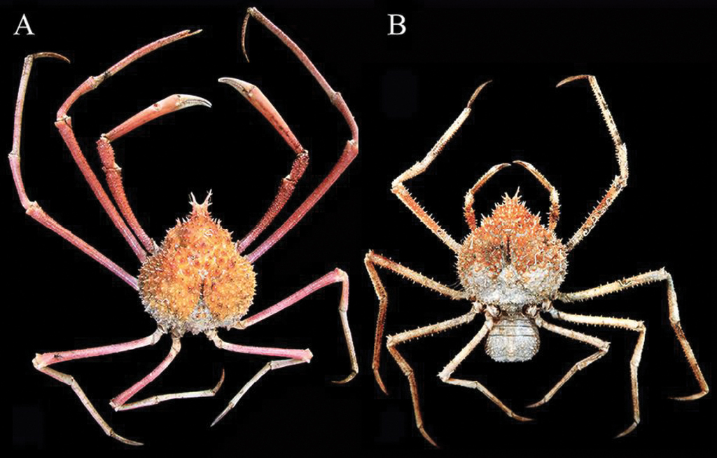 A New Large Oregoniid Spider Crab Of The Genus Pleistacantha Miers 1879 From The Bay Of Bengal India Crustacea Brachyura Majoidea