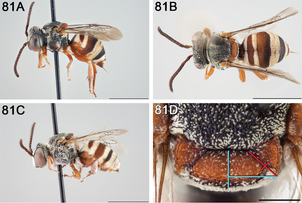 A Revision Of The Cleptoparasitic Bee Genus Epeolus Latreille For Nearctic Species North Of Mexico Hymenoptera Apidae